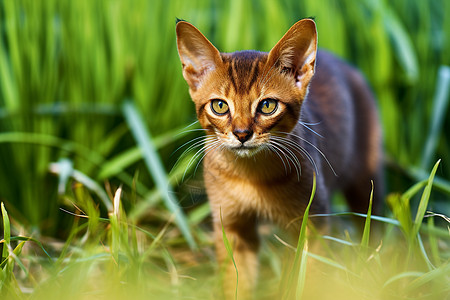 猫咪草地漫步高清图片