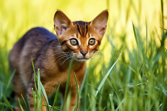 草地上的小猫图片