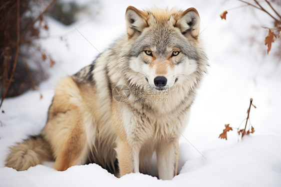 雪地中的孤单狼图片