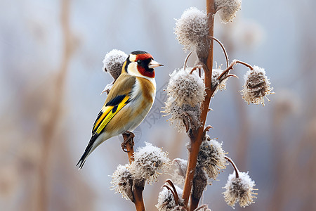 冬天积雪树枝上的小鸟背景图片