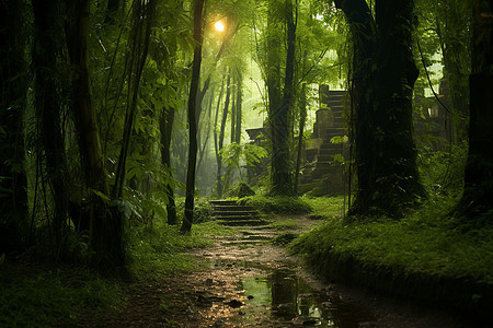 雨林里的小路图片