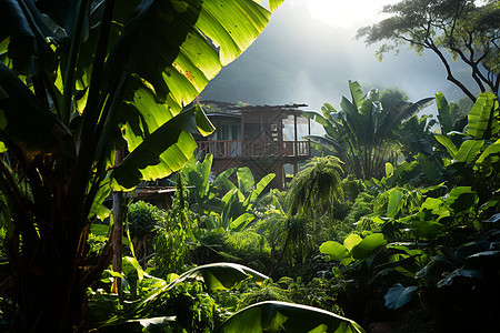 热带丛林中的小屋图片