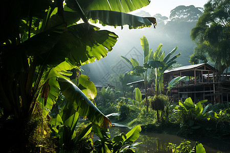 丛林小屋芭蕉林里的小屋背景