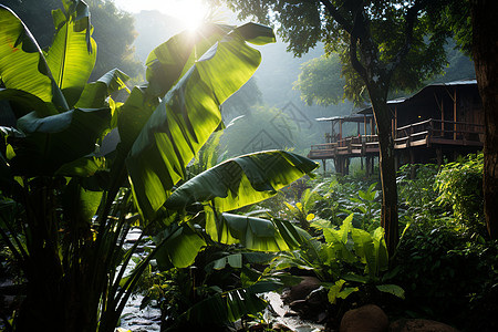 丛林小屋丛林里的吊脚楼背景