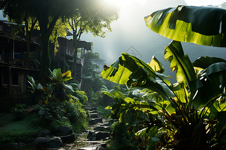 被香蕉树包围的小屋图片