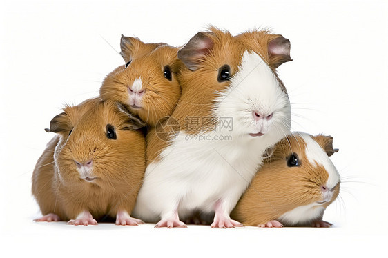 四只豚鼠一起玩耍图片