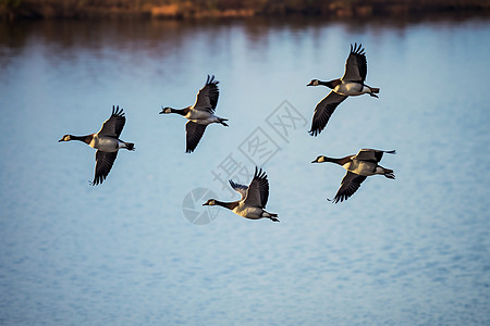群鸟飞越湖畔高清图片