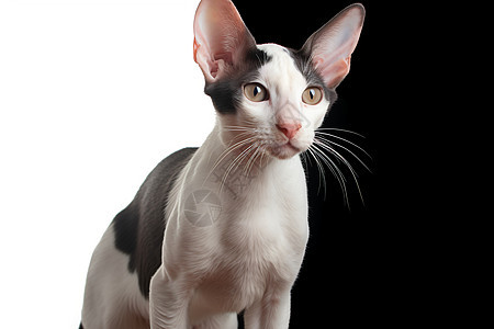 短毛猫长着大耳朵图片