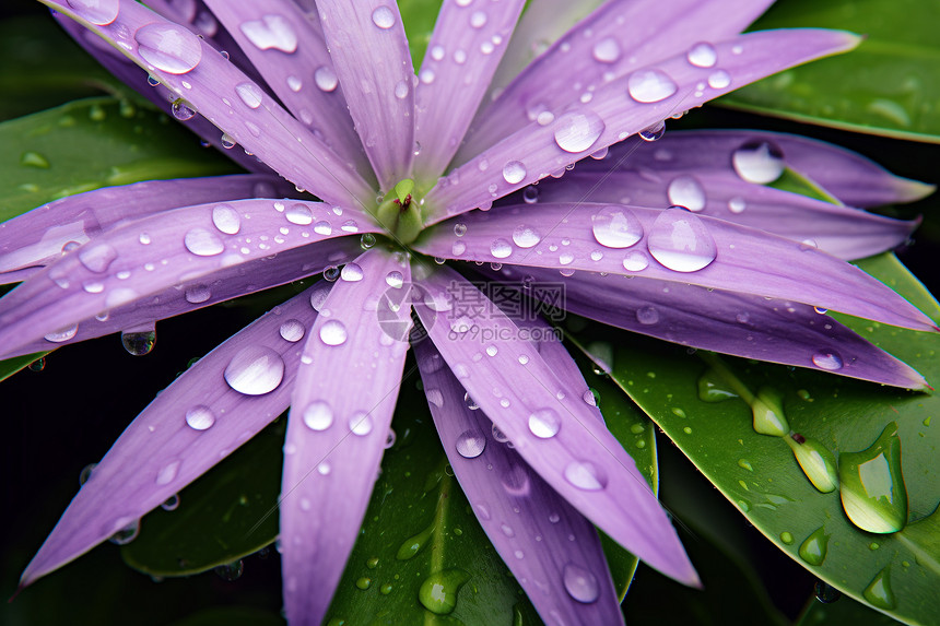 雨后湿润的花瓣图片
