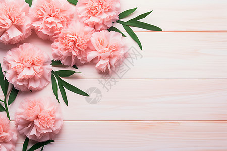 野生花卉婀娜多姿的粉色康乃馨背景