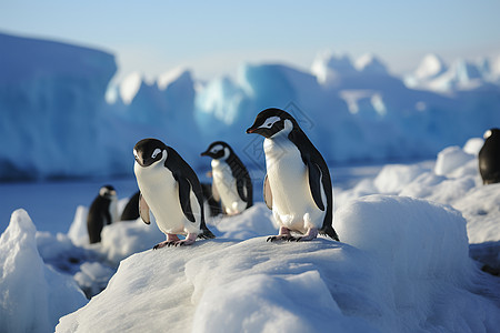南极企鹅站在冰山上高清图片