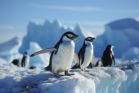 南极企鹅聚集在冰山上高清图片