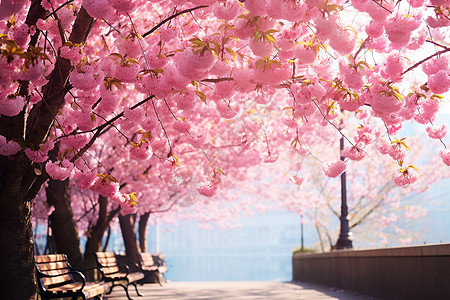 湖边盛开的樱花背景图片