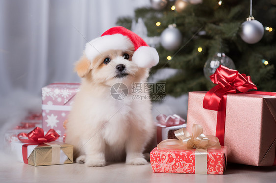 小狗在圣诞树下图片