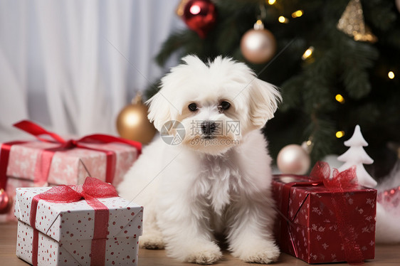 圣诞树旁的小白狗图片