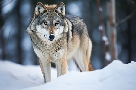 冬日森林独行的狼背景图片