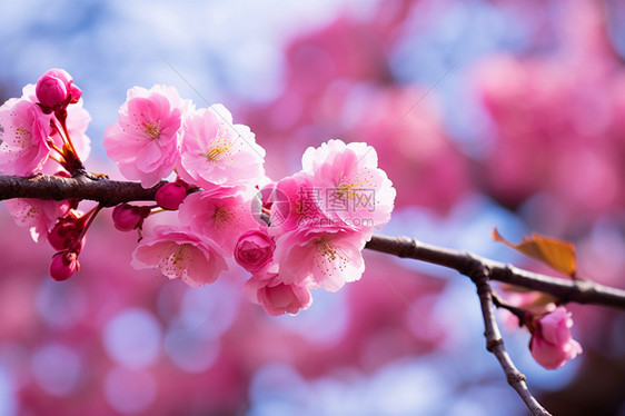 树枝上的樱花图片
