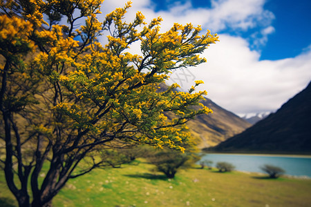 远山湖畔金黄花树背景图片
