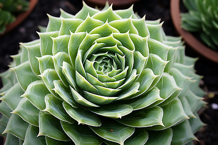 花园中的绿色螺旋植物图片