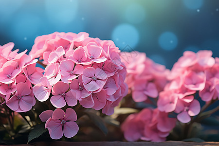 夏季花园中盛开的绣球花图片