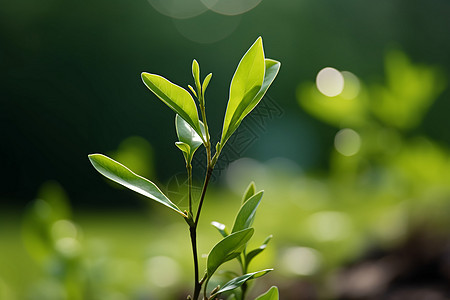 农业种植的幼苗田野图片