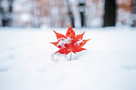 冰雪中的枫叶图片