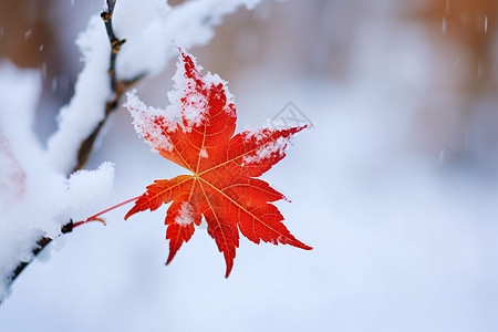 雪中枫叶冬日红叶中的冰雪奇观背景