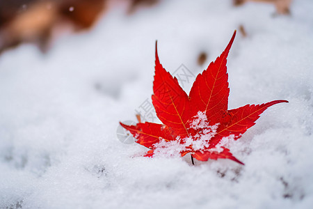 霜降节气红叶上的冰雪背景