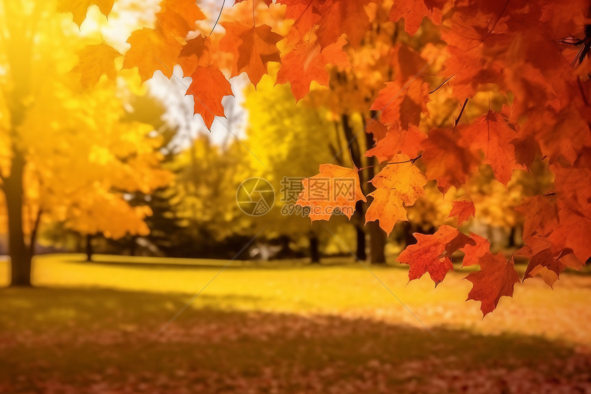 壮观秀丽的秋季公园景图片