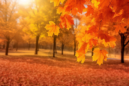 秋季城市公园的美丽景观图片