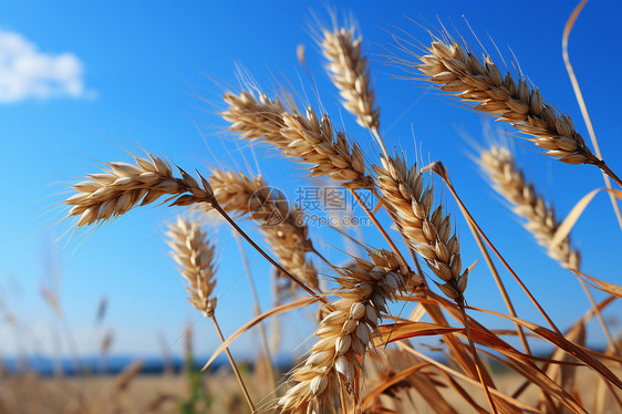 农业种植的麦田图片