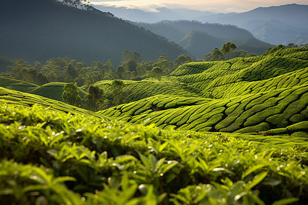 绿草如茵的农村茶园图片