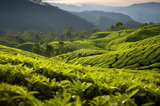 绿草如茵的农村茶园图片