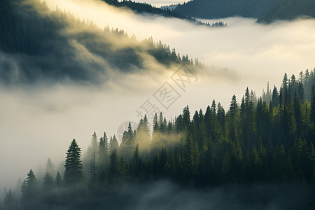 晨雾迷雾笼罩的树林景观图片
