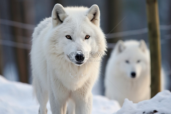 雪地行走的白狼图片