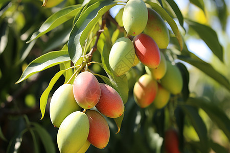 农业种植的芒果果园图片
