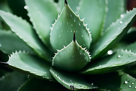 花园中的仙人掌植物图片