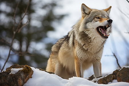 肉食动物的孤狼图片