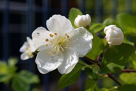 夏季户外盛开的梨花图片