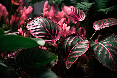 粉色条纹的热带植物背景图片