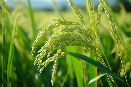 生长中的绿色稻穗图片