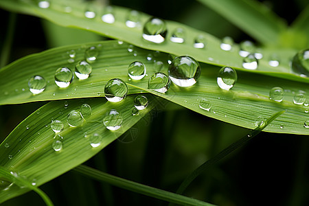 雨后潮湿的绿叶图片