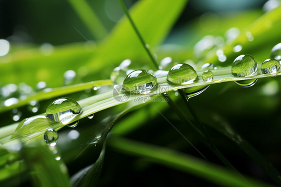 绿叶上滚落的雨滴图片