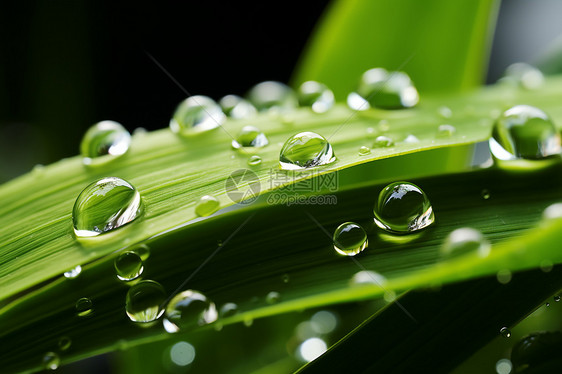 绿叶上透明的水滴图片