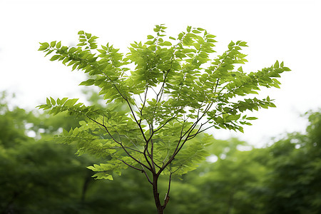 生机勃勃的小树树苗图片