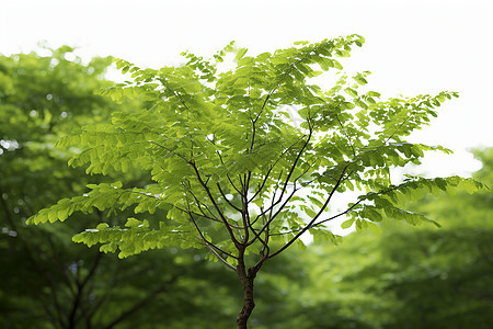 夏季嫩绿的树苗图片