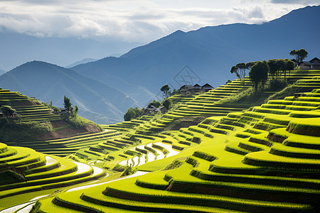 夏季美丽的梯田景观图片