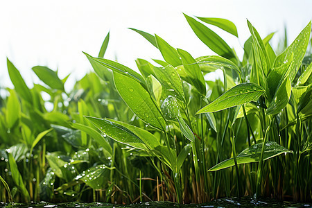 池塘中茂盛的芦苇图片