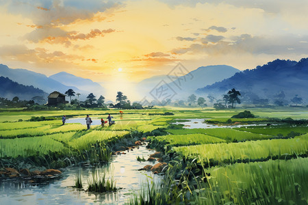 美丽的夏季稻田景观图片