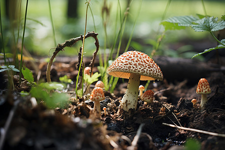 树丛中野生的蘑菇图片